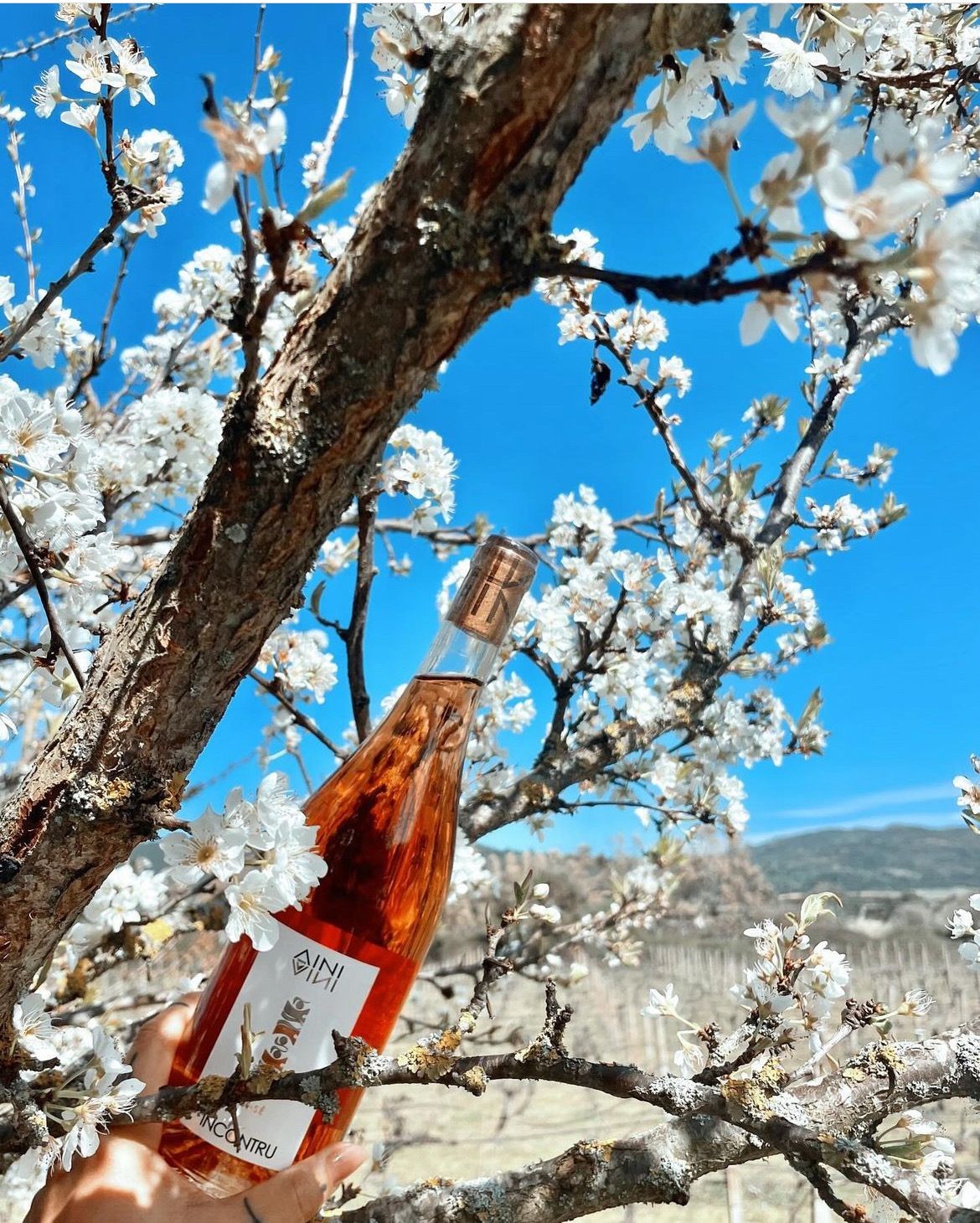 Rose wine from Sardinia